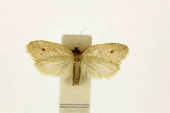 Narycia reticulata