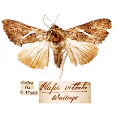 /filer/webapps/moths/media/images/V/vittata_Plusia_HT_SNHM.jpg