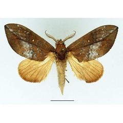 /filer/webapps/moths/media/images/D/destituta_Brachychira_AM_Basquin_01.jpg