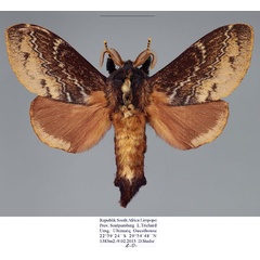 /filer/webapps/moths/media/images/C/capensis_Eutricha_AM_Stadie.jpg