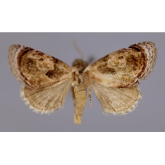/filer/webapps/moths/media/images/M/miombo_Paracroria_AM_RMCA.jpg