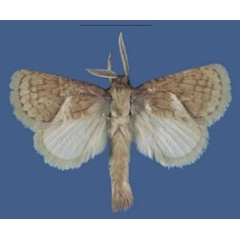 /filer/webapps/moths/media/images/M/mikerobertsi_Lukeniana_PTM_NMK.jpg