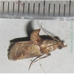 /filer/webapps/moths/media/images/S/saramitoi_Hypotia_A_Bippus_01.jpg