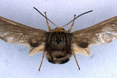 Paramelisa dollmani