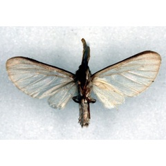 /filer/webapps/moths/media/images/T/tamsi_Apisa_HT_RMCA_02.jpg