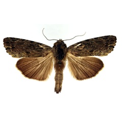 /filer/webapps/moths/media/images/V/versicolora_Callixena_AM_Aulombard.jpg