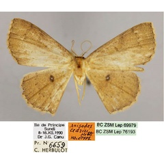 /filer/webapps/moths/media/images/C/cedrici_Cyclophora_HT_ZSM_01.jpg