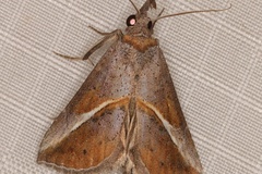 Zekelita tinctalis