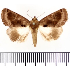 /filer/webapps/moths/media/images/B/barrettae_Aedia_AF_BMNH.jpg