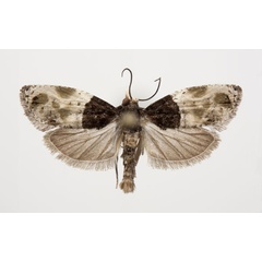 /filer/webapps/moths/media/images/M/malamigambo_Neaspasia_PT_NHMO.jpg