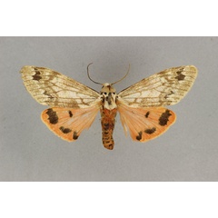 /filer/webapps/moths/media/images/O/obscurior_Teracotona_HT_BMNH.jpg