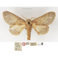 /filer/webapps/moths/media/images/H/hyatti_Bombycopsis_HT_NHMUK.jpg