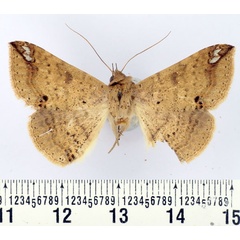 /filer/webapps/moths/media/images/A/albangula_Ericeia_AF_BMNH_02.jpg