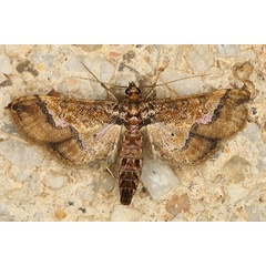 /filer/webapps/moths/media/images/O/ornatalis_Hydriris_A_Heyns_02.JPG