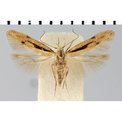 /filer/webapps/moths/media/images/C/cerealella_Sitotroga_AF_ZMHB.jpg