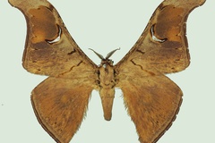Dogoia hierax