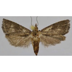 /filer/webapps/moths/media/images/L/leucotreta_Thaumatotibia_AF_Trematerra.jpg