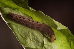 Mentaxya ignicollis