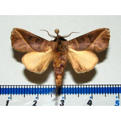 /filer/webapps/moths/media/images/L/luteimacula_Peratodonta_A_Goff_01.jpg