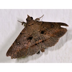 /filer/webapps/moths/media/images/T/thermesina_Hypospila_A_Mazzei_02.jpg