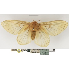 /filer/webapps/moths/media/images/N/nephopyropa_Lechriolepis_AF_NHMUK.jpg