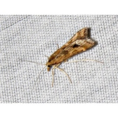 /filer/webapps/moths/media/images/M/monostigma_Diasemia_A_Braun.jpg