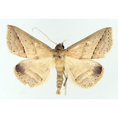 /filer/webapps/moths/media/images/S/stictigramma_Gesonia_AM_TMSA_01.jpg