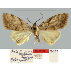 /filer/webapps/moths/media/images/H/herbuloti_Nola_HT_MNHN.jpg