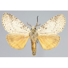 /filer/webapps/moths/media/images/A/aurantiaca_Eudasychira_AM_Romyalda.jpg