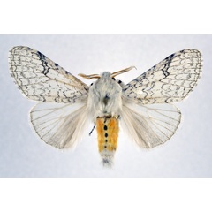/filer/webapps/moths/media/images/G/georgiana_Eudasychira_AM_NHMO.jpg