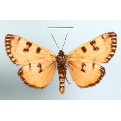 /filer/webapps/moths/media/images/N/nyassana_Brephos_A_MGCLb_01.JPG