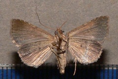 Plecoptera flaviceps