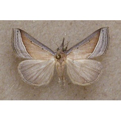 /filer/webapps/moths/media/images/C/conscitalis_Hypena_A_Butler.jpg