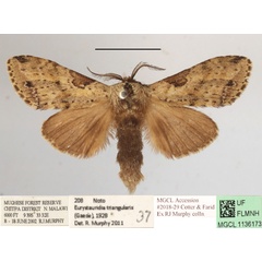 /filer/webapps/moths/media/images/T/triangularis_Eurystauridia_A_MGCLa_01.JPG