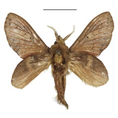 /filer/webapps/moths/media/images/L/longipennis_Typhonoya_AM_ANHRT.jpg