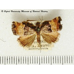 /filer/webapps/moths/media/images/H/hemimelaena_Aconzarba_A_OUMNH_02.jpg