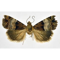 /filer/webapps/moths/media/images/S/semipurpurea_Ozarba_AM_NHMO.jpg