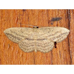 /filer/webapps/moths/media/images/D/deserta_Scopula_A_Braun.jpg