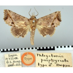 /filer/webapps/moths/media/images/P/porphyriota_Phlegetonia_HT_BMNH.jpg