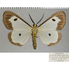 /filer/webapps/moths/media/images/M/marginalis_Geodena_AM_ZSMa.jpg