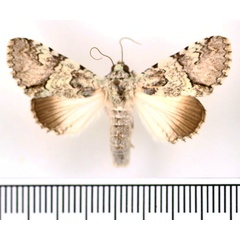 /filer/webapps/moths/media/images/D/delicata_Bamra_AM_BMNH.jpg