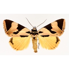 /filer/webapps/moths/media/images/S/superba_Attatha_AM_TMSA_02.jpg