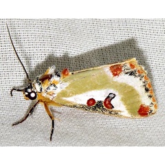 /filer/webapps/moths/media/images/C/capensis_Ovios_A_Braun_12.jpg