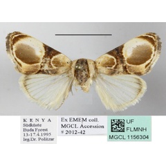 /filer/webapps/moths/media/images/A/achatina_Acontia_A_MGCLa_01.JPG