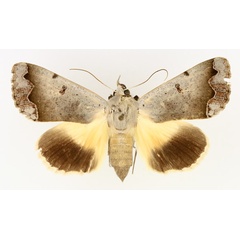 /filer/webapps/moths/media/images/D/dianaris_Ophiusa_AF_TMSA_02.jpg