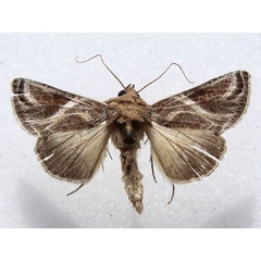 /filer/webapps/moths/media/images/A/arachnoides_Trichoplusia_A_Goff_01.jpg