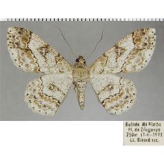 /filer/webapps/moths/media/images/L/leptopasta_Cleora_AF_ZSM.jpg