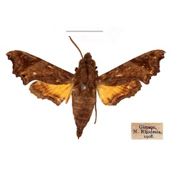 /filer/webapps/moths/media/images/P/pseudopylas_Temnora_AF_RBINS.jpg