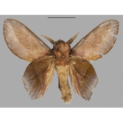 /filer/webapps/moths/media/images/B/bekombo_Sonitha_HT_Mueller.jpg