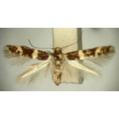 /filer/webapps/moths/media/images/C/chlorodeta_Limnaecia_HT896_TMSA_01.jpg